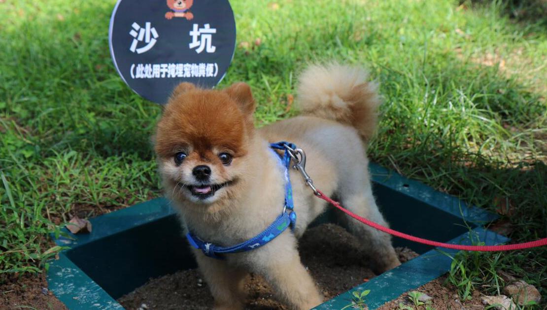 养犬.jpg