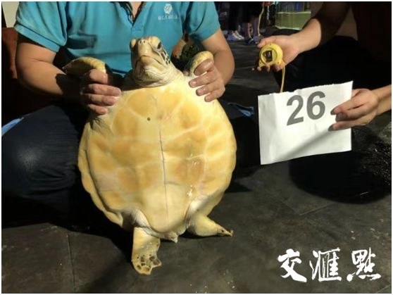 だん 部督大案！“黑老大”办公室搜出“神兽” 揭开特大捕运贩卖珍贵濒危